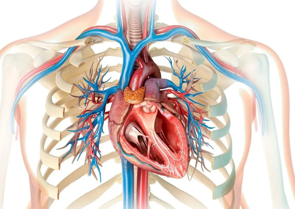 Illustration anatomique du cœur et du système cardiovasculaire humain.