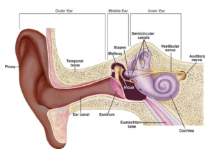 Schéma anatomique de l’oreille externe, moyenne et interne avec le tympan, la cochlée et le nerf auditif